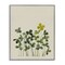 Stupell Industries Hidden Gems Botanicals Framed Giclee, design by Grace Popp